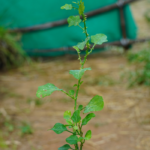 Normal Thoothuvalai -300g