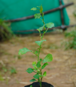 Normal Thoothuvalai -300g