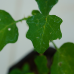 Ven Thoothuvalai - 500g