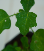 Normal Thoothuvalai -300g - Image 3