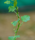 Normal Thoothuvalai -300g - Image 2