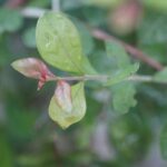 Sivappu marudhaani | சிவப்பு மருதாணி