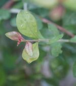 Sivappu marudhaani | சிவப்பு மருதாணி