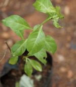 Sivappu marudhaani | சிவப்பு மருதாணி - Image 2