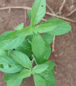 Mint Thulasi | மின்ட் துளசி - Image 2