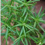 Rosemary  | ரோஸ்மேரி