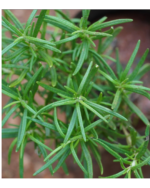 Rosemary  | ரோஸ்மேரி