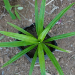Rambai plant | ரம்பை செடி
