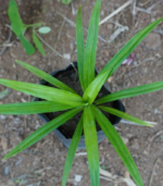 Rambai plant | ரம்பை செடி