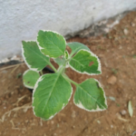 Variegated Karpooravalli | வெள்ளை கற்பூரவள்ளி