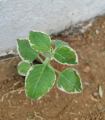 Variegated Karpooravalli | வெள்ளை கற்பூரவள்ளி