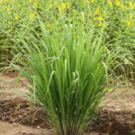 Lemon Grass -
