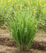 Lemon Grass -
