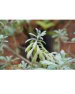 Silver dust | சில்வர் டஸ்ட் - Image 3