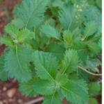 Kesavardhini | கேசவர்த்தினி