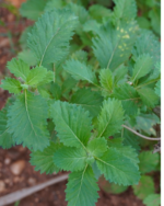 Kesavardhini | கேசவர்த்தினி