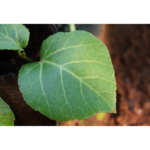 Ilai pirandai (sharp) | இலை பிரண்டை கூர்மை