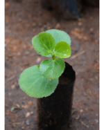 Ilai pirandai (round) | இலை பிரண்டை வட்டம்