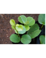 Ilai pirandai (round) | இலை பிரண்டை வட்டம் - Image 2