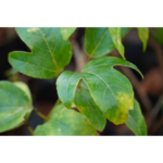 Krishna Kamalam | கிருஷ்ண கமலம்