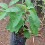 Mint Thulasi | மின்ட் துளசி
