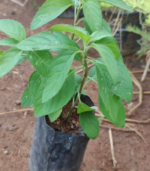 Mint Thulasi | மின்ட் துளசி