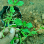 Poduthalai | பொடுதலை