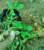 Poduthalai | பொடுதலை