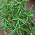 Rosemary  | ரோஸ்மேரி