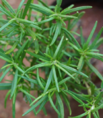 Rosemary  | ரோஸ்மேரி