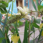 Vellai Kalyana Murungai