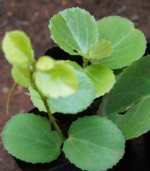 Ilai pirandai (round) | இலை பிரண்டை வட்டம் - Image 2