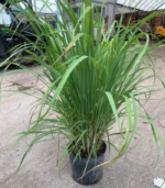Lemon Grass - - Image 2