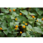 Sinna Agargaaram | சின்ன அகரகாரம்