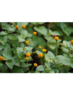 Sinna Agargaaram | சின்ன அகரகாரம்