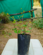 Sinna Agargaaram | சின்ன அகரகாரம் - Image 2