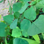 Kalyana Murungai | கல்யாண முருங்கை