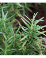Rosemary  | ரோஸ்மேரி - Image 2