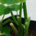 Uruttu Pirandai | உருட்டு பிரண்டை