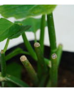 Uruttu Pirandai | உருட்டு பிரண்டை