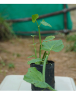 Uruttu Pirandai | உருட்டு பிரண்டை - Image 2