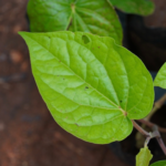 Vettrilai | வெற்றிலை