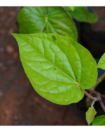 Vettrilai | வெற்றிலை