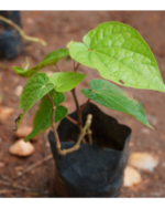 Vettrilai | வெற்றிலை - Image 2