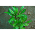 Miruga Sanjeevi | மிருக சஞ்சீவி