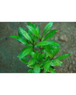 Miruga Sanjeevi | மிருக சஞ்சீவி