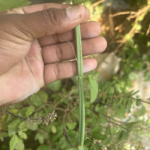 Sathura Pirandai