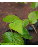 Vettrilai | வெற்றிலை - Image 3