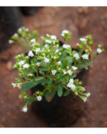 Sweet Thulasi | இனிப்பு துளசி - Image 2