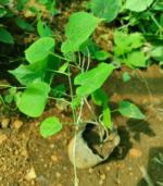 Kodi sambangi | கொடி சம்பங்கி - Image 2
